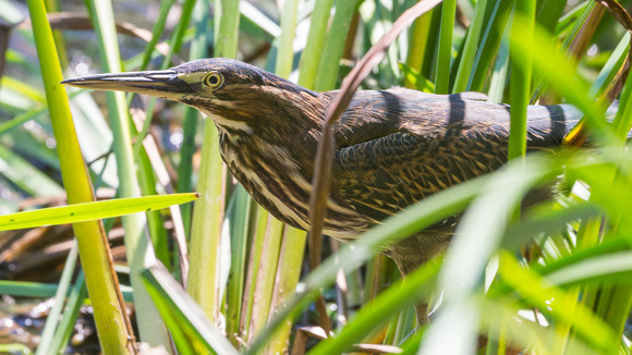 Green Heron in the reeds - Links Pond