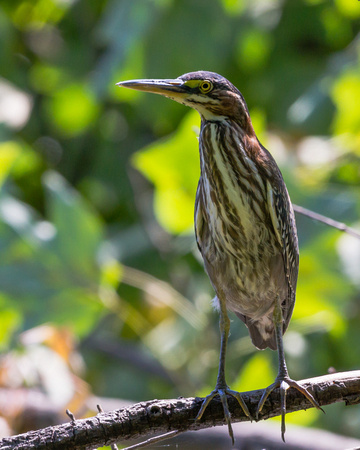 Green Heron on a thin branch