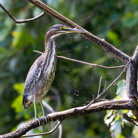 Green Heron and a spider web