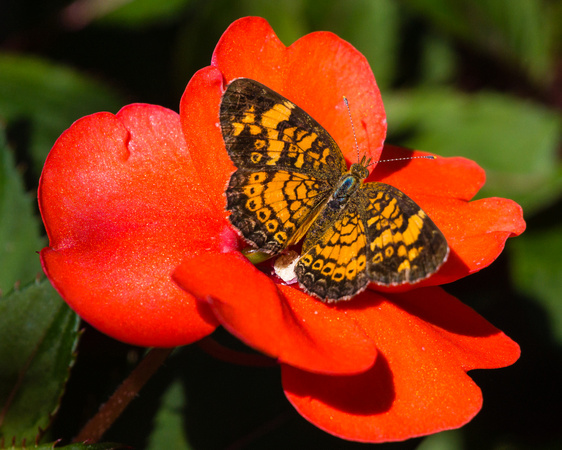 Pearl Crescent on a red bloom
