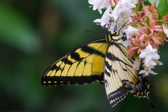 Eastern Tiger Swallowtail on shrub blooms