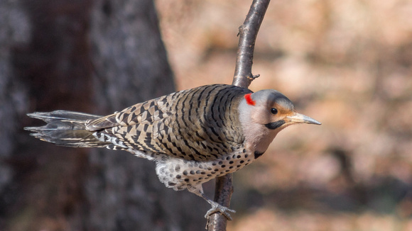 Male Northern Flicker on a thin branch