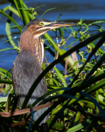 Green Heron in the reeds