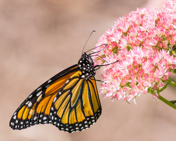 Monarch on a bloom