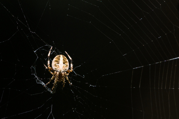 Small brown spider - another Spotted Orbweaver