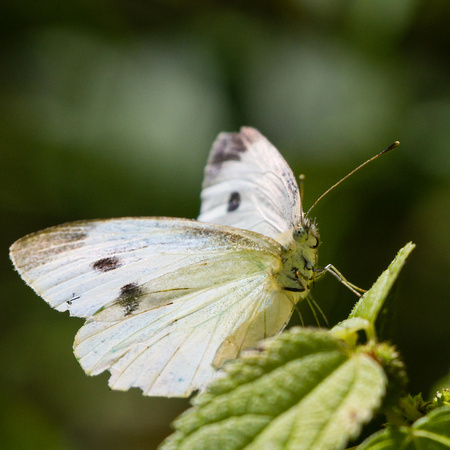 Cabbage White - somewhat tattered