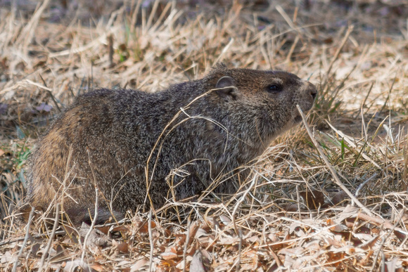 Groundhog - emerging from winter