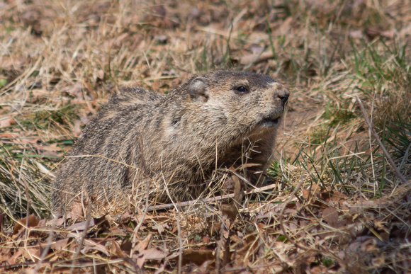 Groundhog - warm and windy