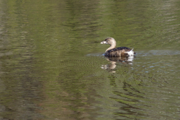 Pied-billed Grebe on a green Links Pond