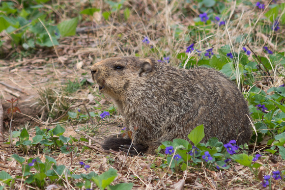 Groundhog with wildflowers