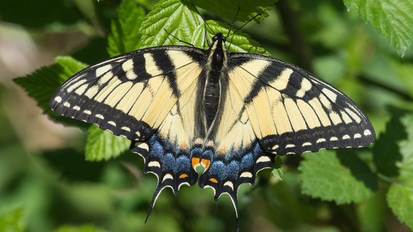 Early Tiger Swallowtail