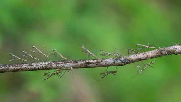 Mantis Nymphs on dead branch - 2013