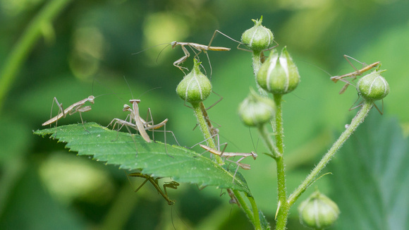 Mantis nymphs and Blackberry buds