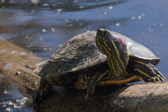 Large Red-eared slider on a log