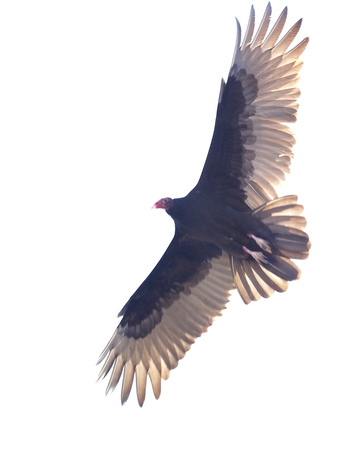 Turkey Vulture over Links Pond