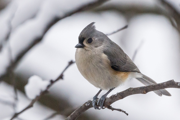 Tufted Titmouse in our one inch snow