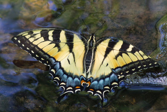 Eastern Tiger Swallowtail in the creek