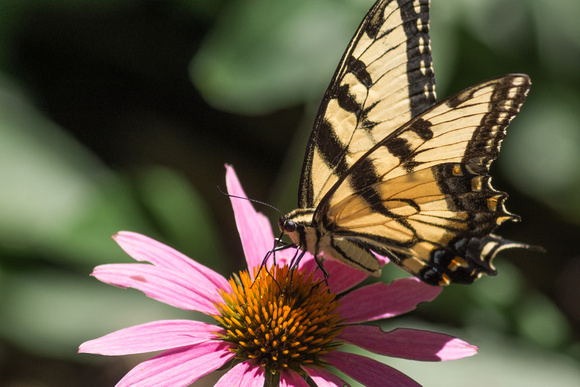 Eastern Tiger Swallowtail on Coneflower