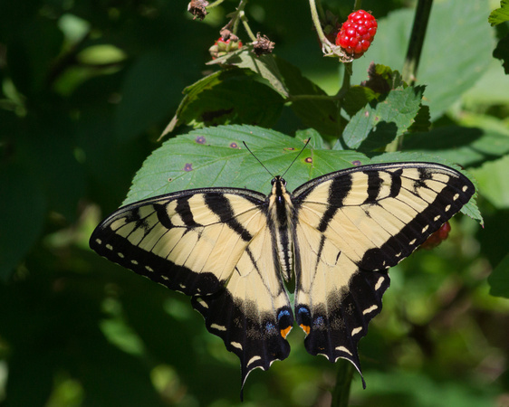 Eastern Tiger Swallowtail with unripe Blackberry