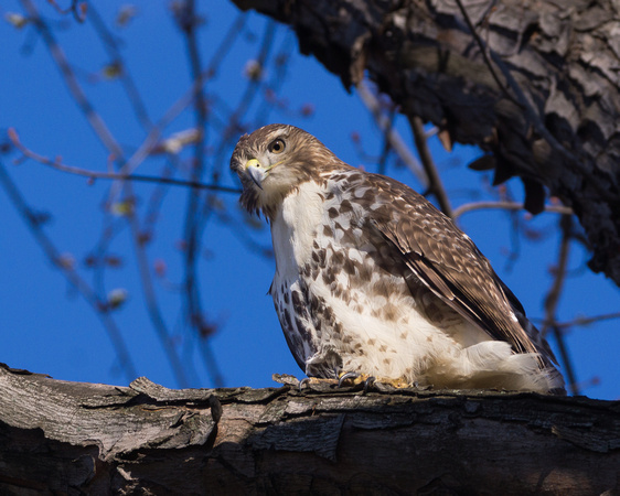 Young Red-tailed Hawk - better light