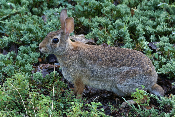 Cottontail in shrub