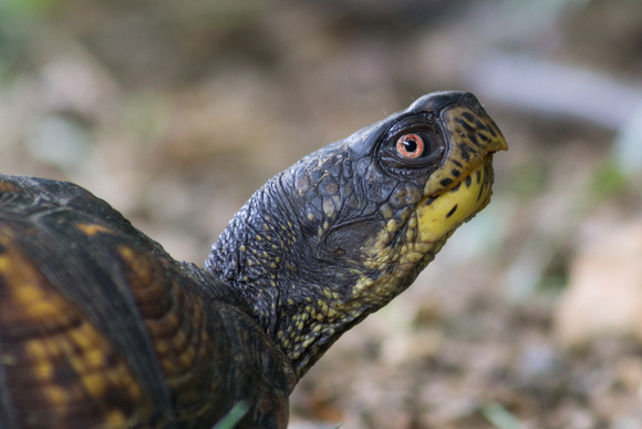 Eastern Box Turtle closeup