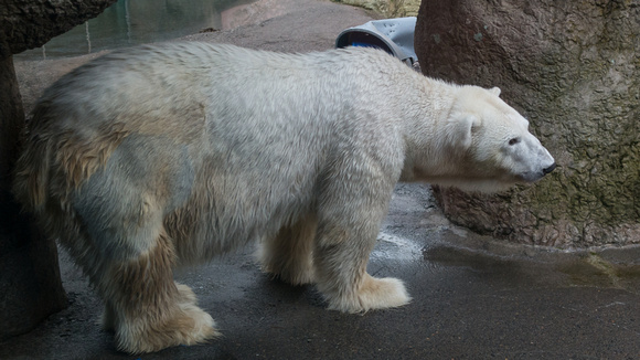 Polar Bear - Portland zoo