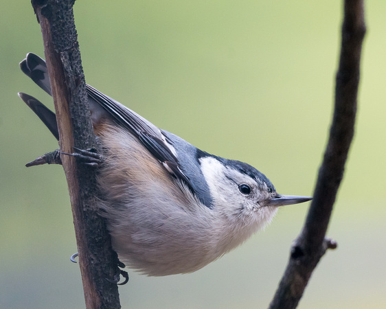 White-breasted Nuthatch horizontal