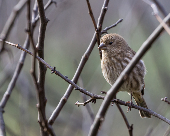 Female House Finch through the branches