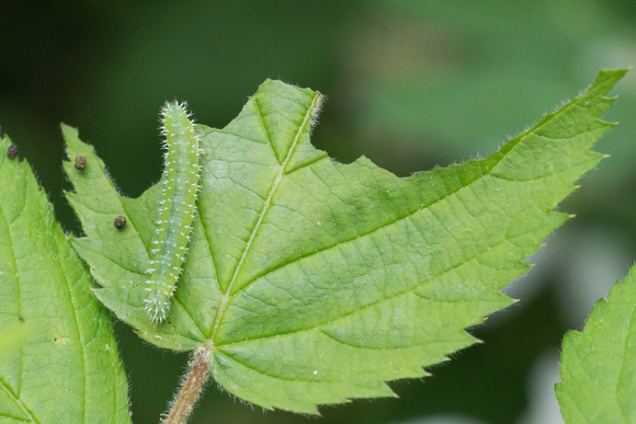 Caterpillar devouring Blackberry leaf