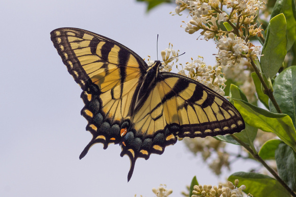 Eastern Tiger Swallowtail - Gathering nectar
