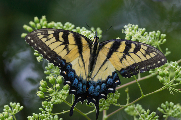 Eastern Tiger Swallowtail - damaged wing