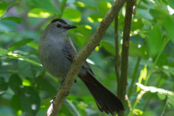 Gray Catbird - heavy shade