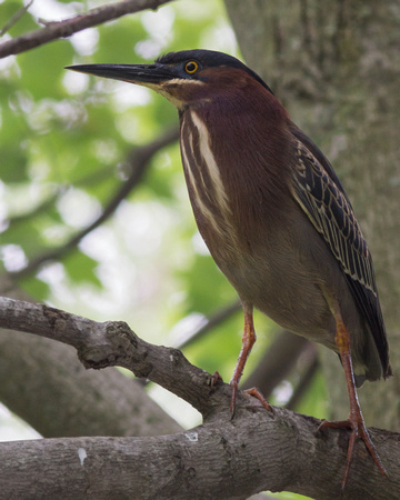 Green Heron on a low branch