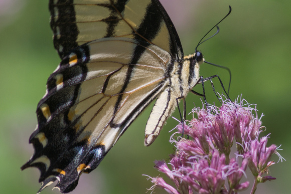 Eastern Tiger Swallowtail on Swamp Milkweed bloom