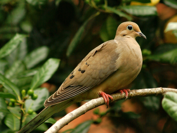 Mourning Dove in Holly tree