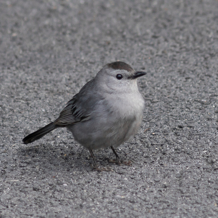 Gray Catbird on asphalt path