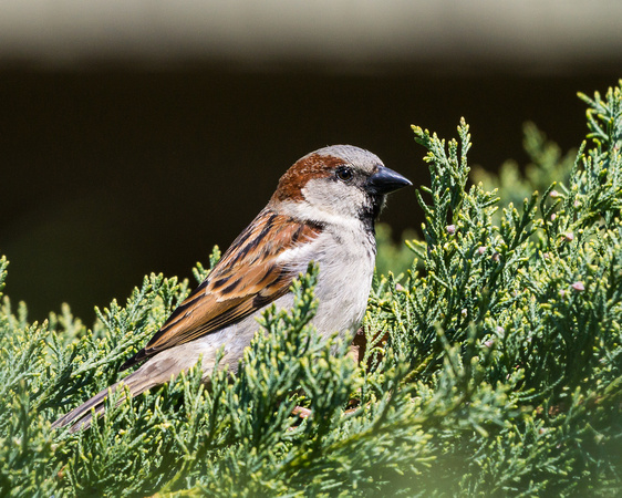 Male House Sparrow in evergreen