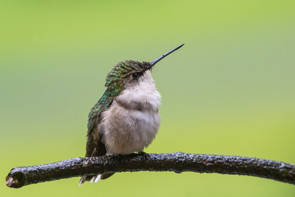 Our female Ruby-throated Hummingbird - a little damp