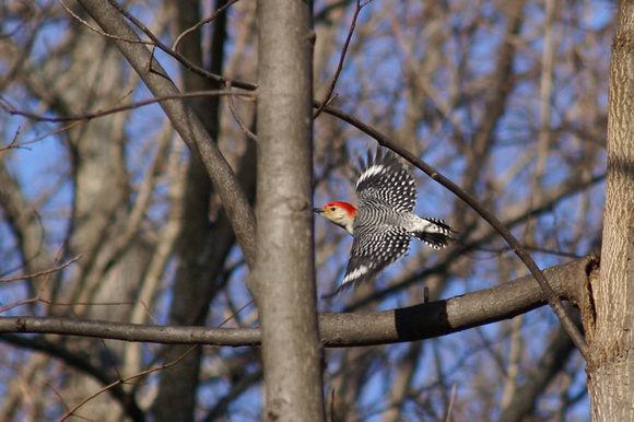 Red-bellied Woodpecker in flight