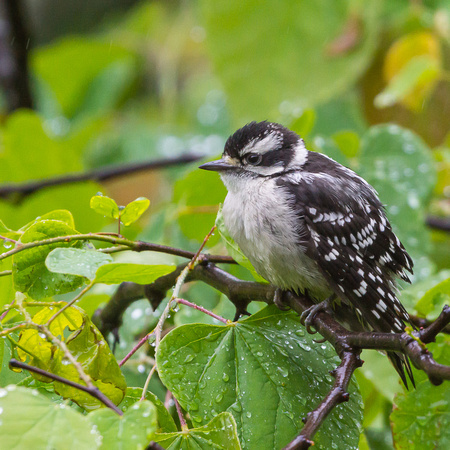 Young female Downy Woodpecker waiting out the rain