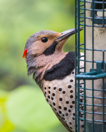 Male Northern Flicker at out feeder - rainy day
