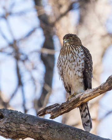 Young Cooper's Hawk on a dead branch