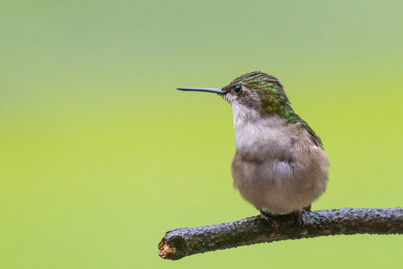Our resident female Ruby-throated Hummingbird - in the rain