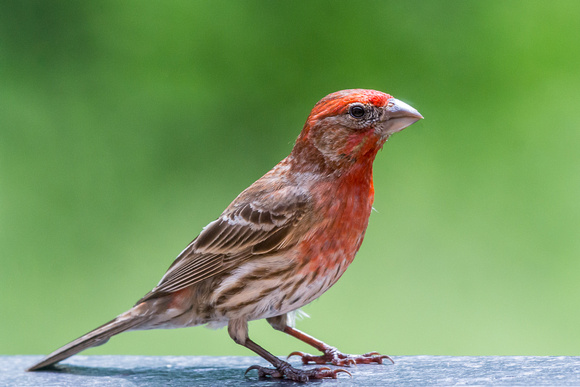 Male House Finch with vivid coloring
