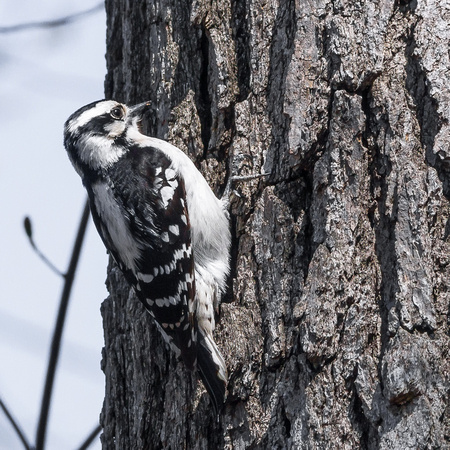 Female Downy Woodpecker on an Oak trunk