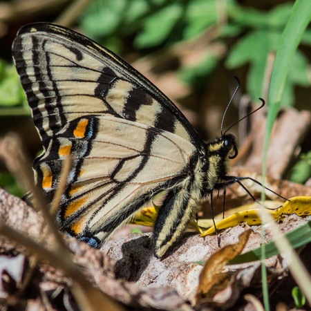 Eastern Tiger Swallowtail - in March