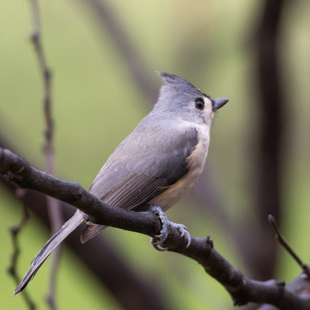 Tufted Titmouse with a few drops of rain