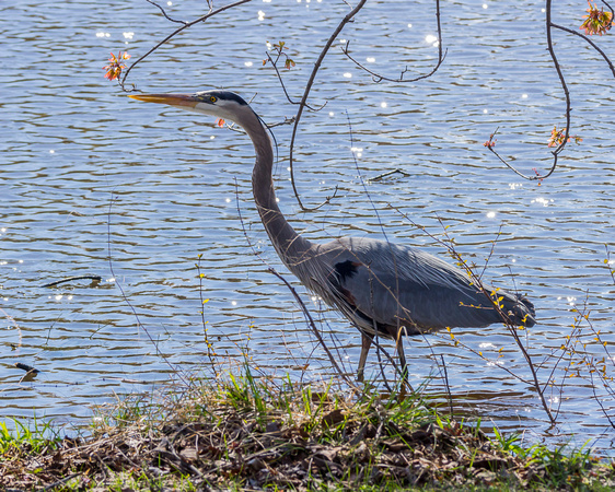 GBH strutting the bank - Links Pond
