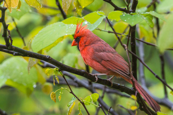 Male Northern Cardinal - raining